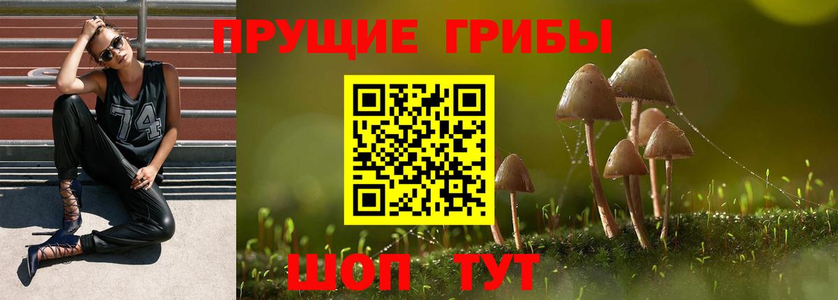 Галлюциногенные грибы MAGIC MUSHROOMS  Псилоцибиновые грибы GOLDEN TEACHER  Торжок  Вход с VPN 
